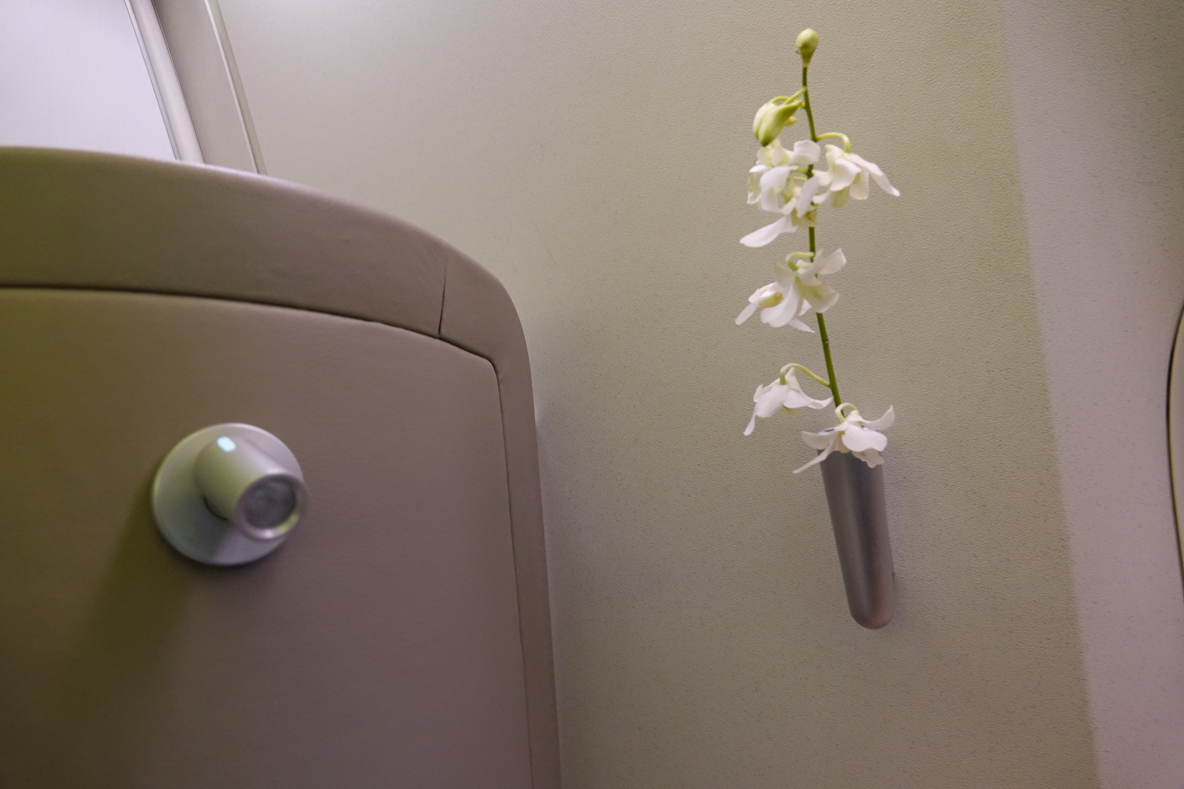 a white flower in a vase