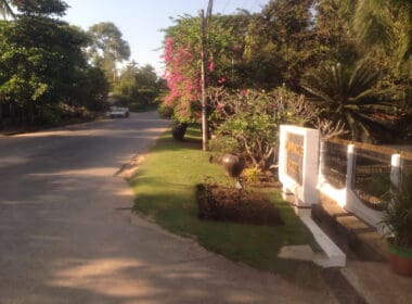 a road with trees and plants on the side