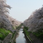 a canal with water and trees with white flowers